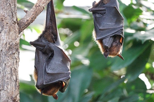 Bats hanging upside down on a tree