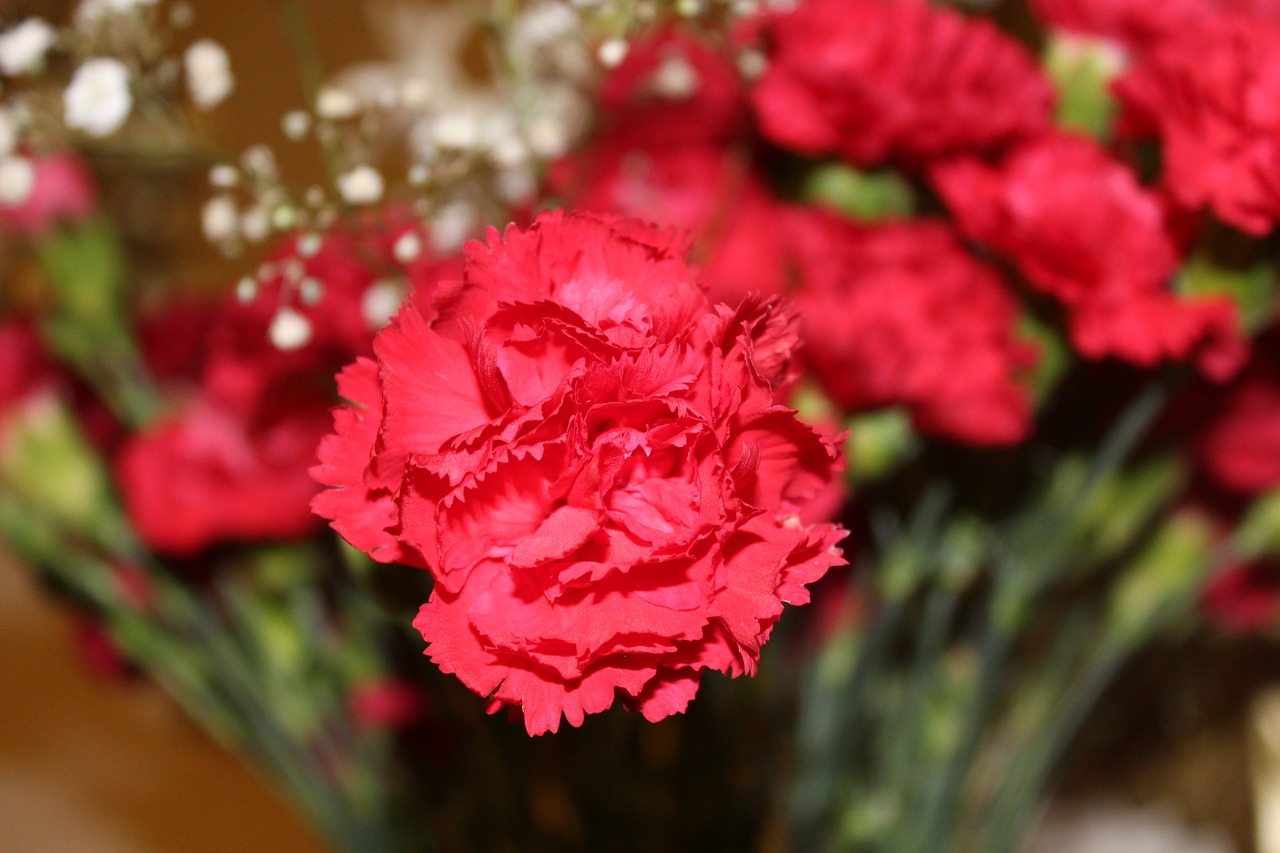 Red Carnation Flower