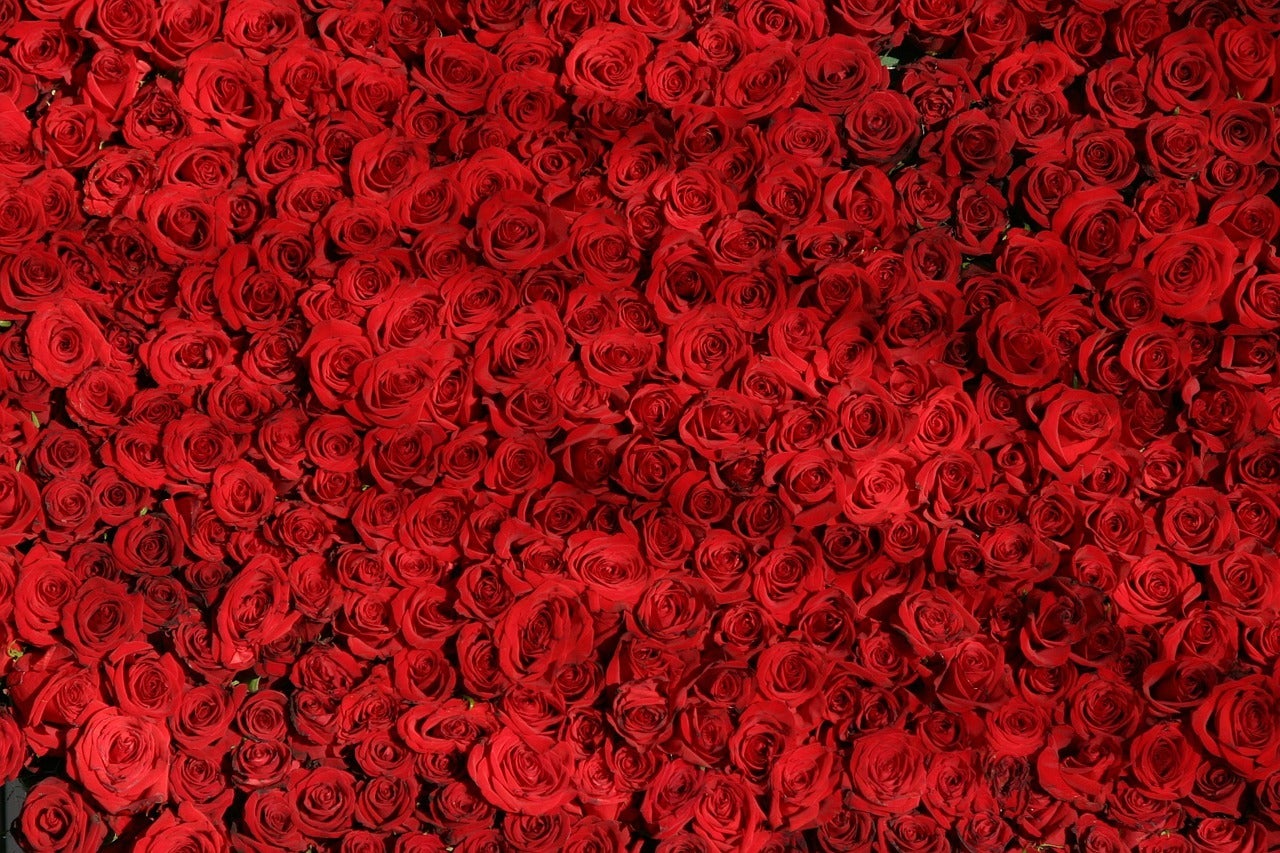 Red Roses