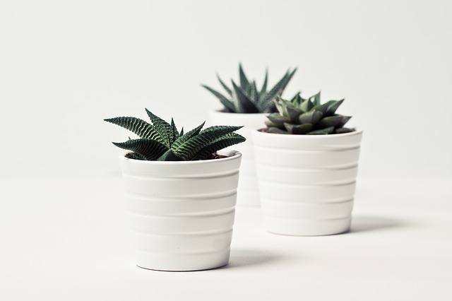 sending sympathy plants for a loss and sympathy plants meanings