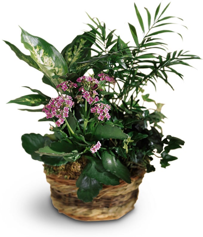 Pink Kalanchoe Plant, English Ivy Plant, and Palm Plant in a Keepsake Basket