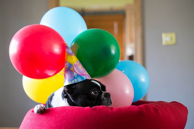dog with bouquet of balloons