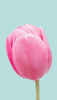 1 Piece Pink Tulip