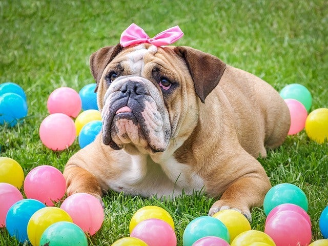 A Brown Bulldog with a Pink Bow laying on the grass with colorful balls