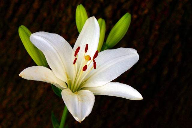 A single white lily for lily bouquet delivery