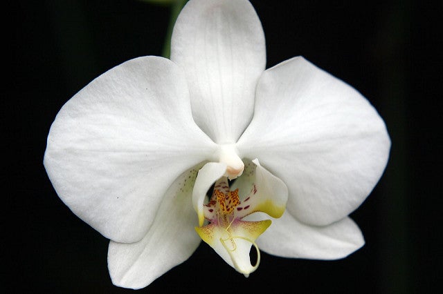 Winter white flowers free delivery and winter white orchids