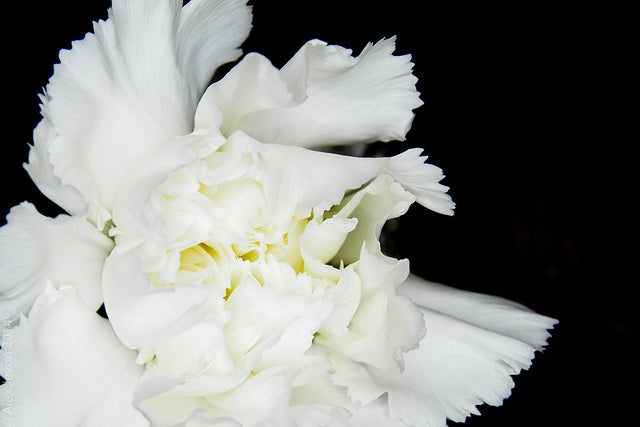 Winter white flowers free delivery and winter white lily carnations