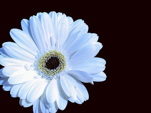 Winter white flowers free delivery and winter white daisies