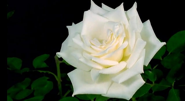 Winter white flowers free delivery and winter white roses