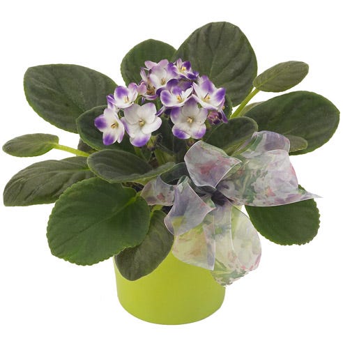 Vibrant Violets at Send Flowers