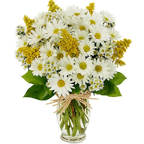 It's a Daisy Day at Send Flowers