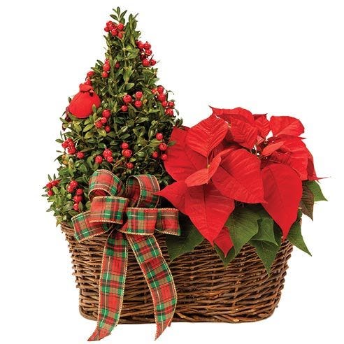Christmas Poinsettia and Tree Duo