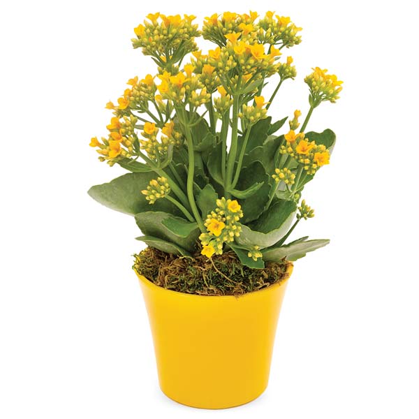 Sending Sunshine Potted Kalanchoe