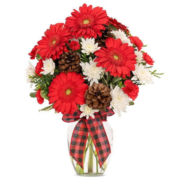 Bright red gerbera daisies, with fluffy white mums arranged with assorted Christmas greens and pinecones in a vase with red and black plaid ribbon.