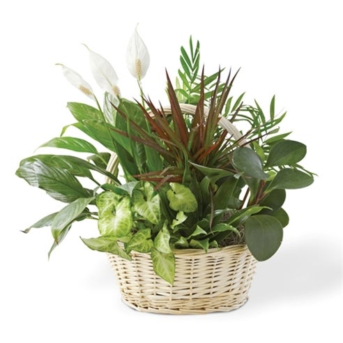 Dish garden in basket