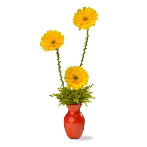 Yellow Gerbera Daisy Bouquet At Send Flowers