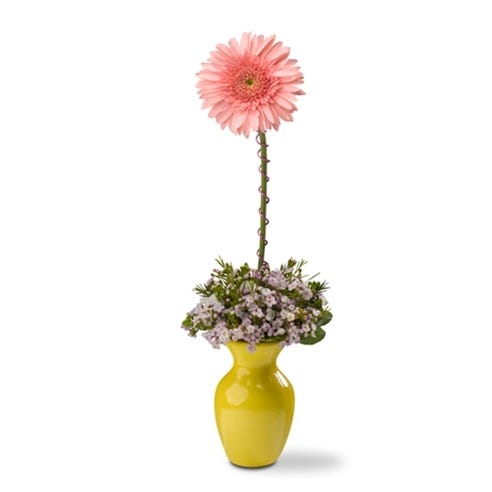 Pink Gerbera Daisy at Send Flowers