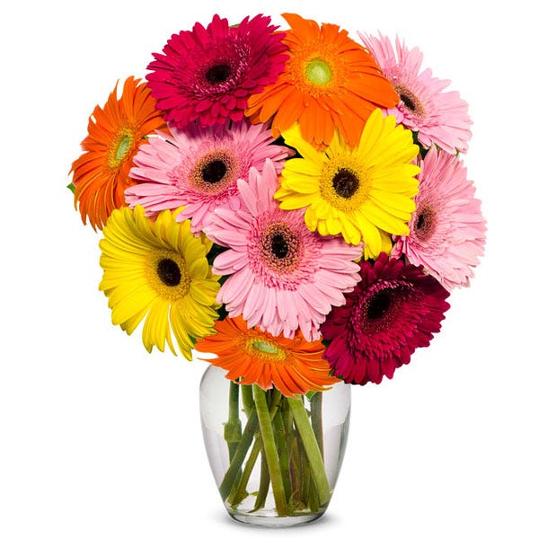 10 Gerbera Daisies at Send Flowers