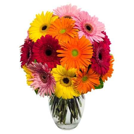 15 Gerbera Daisies Various Colors Included