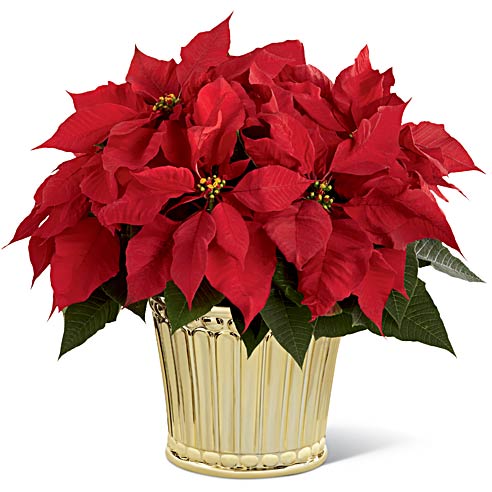 The FTD® Poinsettia Planter by Better Homes and Gardens® at Send Flowers