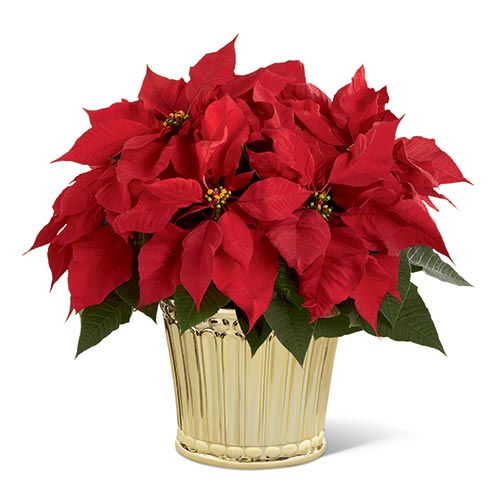 Red Poinsettias Plant in a Golden Metallic Embossed Ceramic Container with Card Message Included