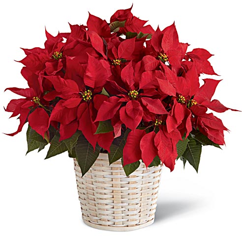 Red Poinsettia Plant Basket (Large) at Send Flowers