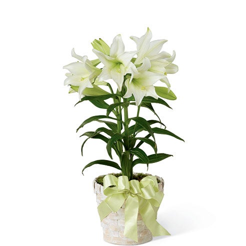 Lilies Plant in a 6 Inch Diameter Container with Light Green Satin Bow