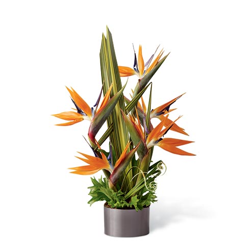 Flowers for dad on fathers day birds of paradise arrangement