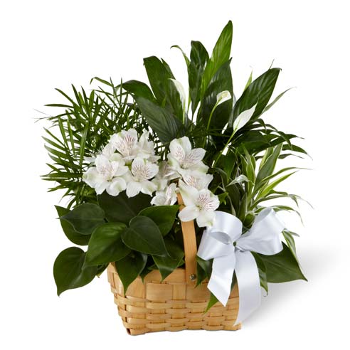 A collection of green plants accented by stems of white Peruvian lilies in a natural woodchip rectangular basket