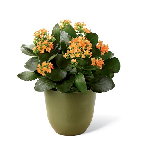 Bright Orange Kalanchoe Plant in a Green Biodegradable Pot with Card Message