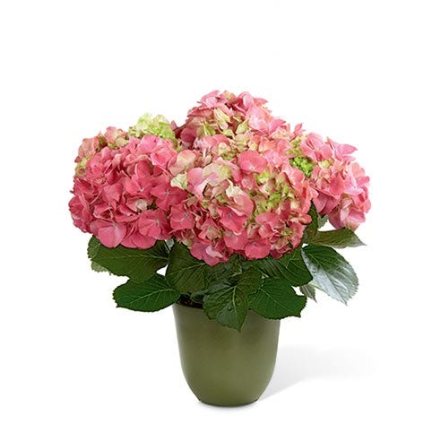 Pink hydrangea plants at send flowers, send a pink hydrangea plant