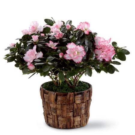A six inch pink azalea in a woven banana leaf potcover