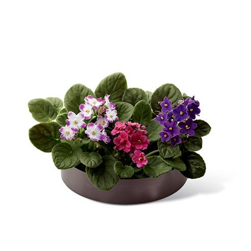 Three African violet plants in an African violet delivery dish garden