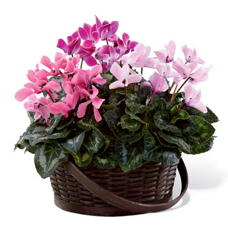 Three cyclamen plants in various pink shades are placed in a dark round woodchip handled basket