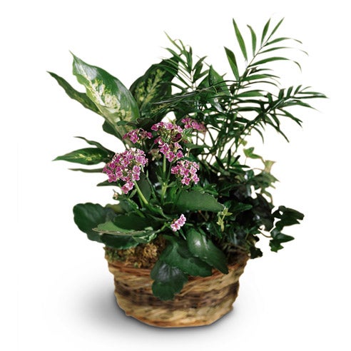 Pink Kalancho   e plant for delivery, same day plant delivery