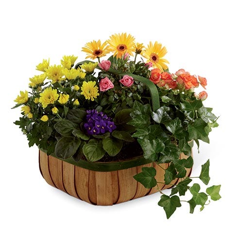 Colorful sympathy flowering plant basket featuring a yellow chrysanthemum plant, coral begonia plant, yellow gerbera daisy plant, and pink mini rose plant