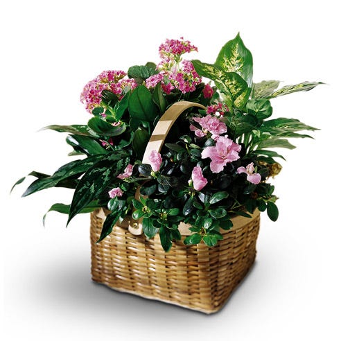 Mixed dish garden with pink azalea, pink kalanchoe, dieffenbachia
