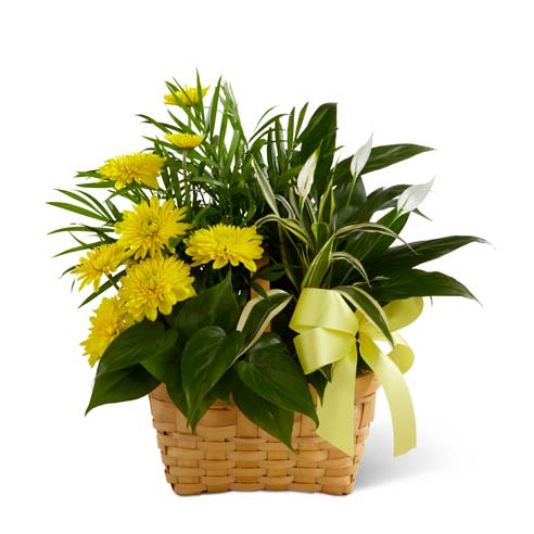 Sympathy plant dish garden of assorted flowering plants and green plants