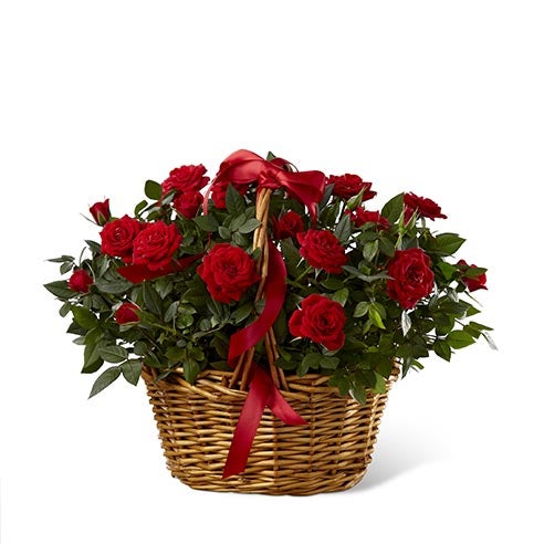 A bouquet of red mini roses plants on a woven willow basket with a crimson satin ribbon