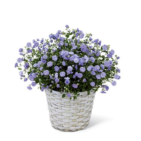 Blue Campanula at Send Flowers