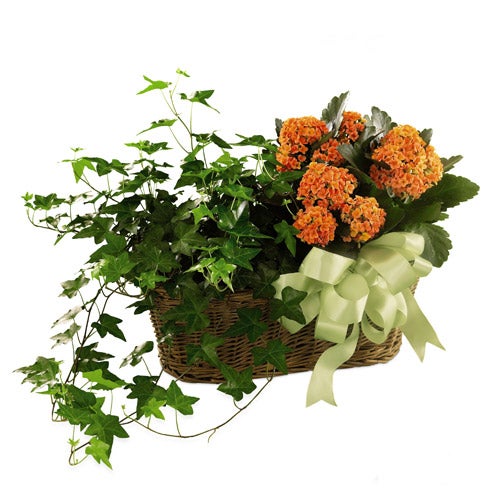 kalanchoe plant delivery for birthday flowers same day delivery