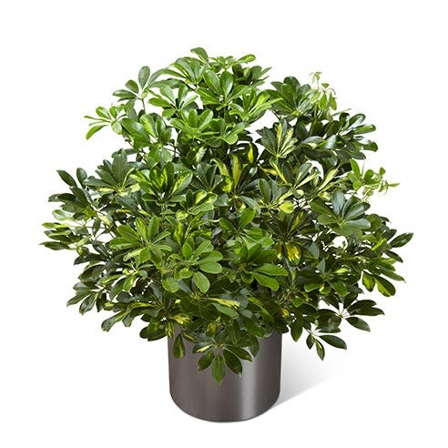 A 10 inch Schefflera Arboricola plant in a round graphite container