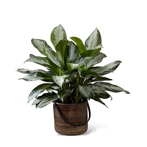 A 10 inch Chinese Evergreen plant in a round stained handled basket
