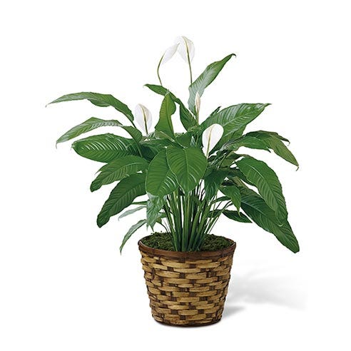 An 8 inch Spathiphyllum plant in a round woven container