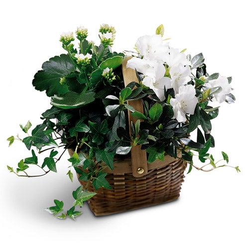 white kalanchoe flower basket