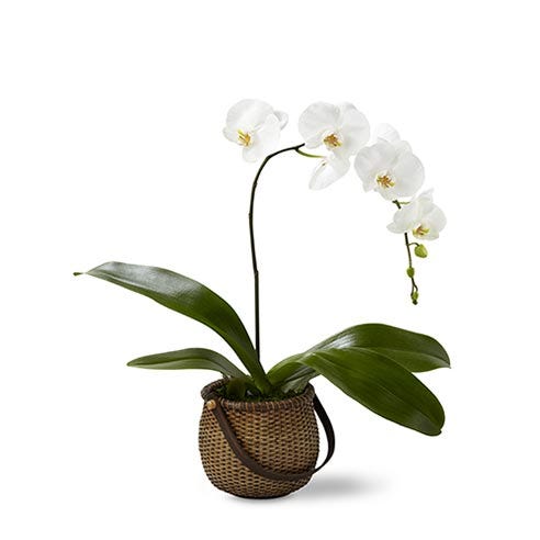 A 5 inch single stem white Phalaenopsis Orchid in a deep round woven handled basket