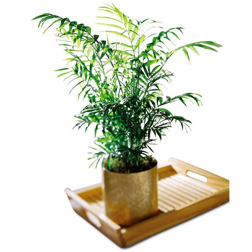 Palm Plant in a Keepsake Planter with Card Message