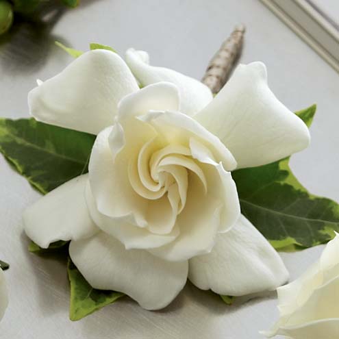 Gardenia Boutonniere at Send Flowers