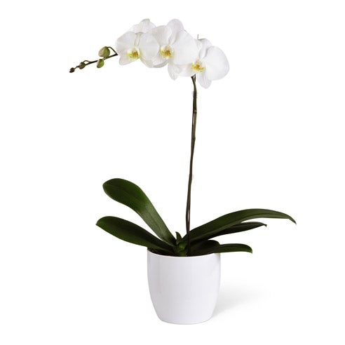 white orchid orchids same day delivery sympathy flowers orchid