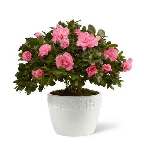 pink azalea in white pot